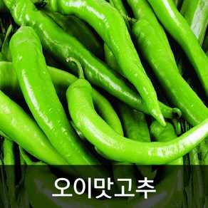 약수농장 오이맛고추 10kg