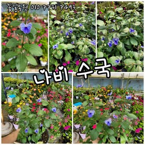 수국 나비수국 02 특 랜덤 공기정화식물/미세먼지/공기정화효과 공기정화식물, 1개