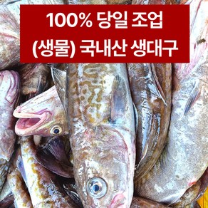 (생물) 속초 오늘잡아 싱싱한 생대구 자연산 생선 고니 알탕 찜 조림 구이 황대구 1kg, 당일조업 자연산 생대구 2미, 1개