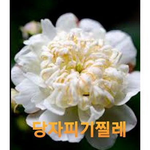 식물공장 당자피기찔레 소품 흰색꽃 노지월동 야생화 15-25cm 45