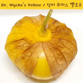 D. Wyche's Yellow 닥터 위치스 옐로우 토마틸로 희귀토마틸로 교육 체험용 세트, 1개