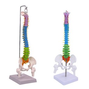 척추모형 골반 요추 경추 해부학실습 45CM, 골반이 있는 수직척추-하드