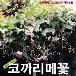 (희귀덩굴씨앗) 코끼리메꽃 (Elephant Ceepe) 3립, 1개