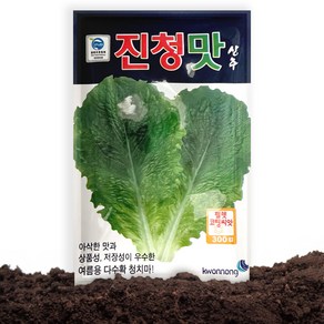 진청맛 상추 씨앗 300립 여름용 청치마 상추씨 종자, 1개