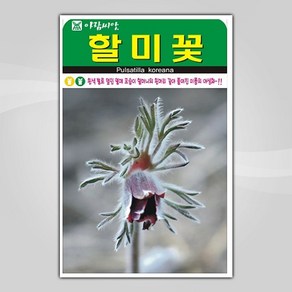 슬로시 꽃 씨앗 모음 꽃씨 허브 허브씨, 1