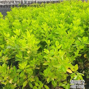 목하원예조경 황금사철 (황금사철포트) 40cm 전후, 1개