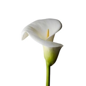 카라 꽃 생화 1단 5대 농장직송, 셀프포장지1(1m)+투명opp1+리본끈80cm, 1개