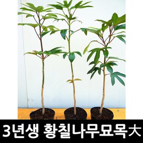 [노지황칠묘목] 3년생 황칠나무 묘목(대사이즈)-3주세트, 3개