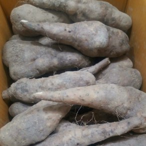 [알찬농부] 안동산마 24년 깍기 수월한 알뜰 실속 산마, 알뜰 2kg, 1개