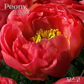 향기 작약 숙근 입고(Peony/금강원예) 모스코, 1개