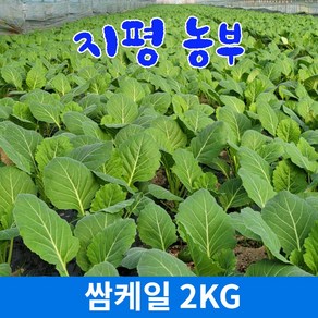 [물맑은 양평] GAP인증 지평 농부 쌈케일2kg, 2kg, 1개