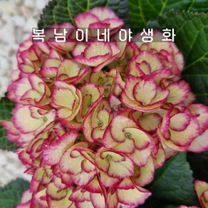 신품종 수국 엘피 [1포트 복남이네야생화 모종 엘파이 hydangea], 1개