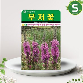 솔림텃밭몰 부처꽃씨앗 5000립 부처꽃 꽃씨앗 꽃씨 야생화, 1개