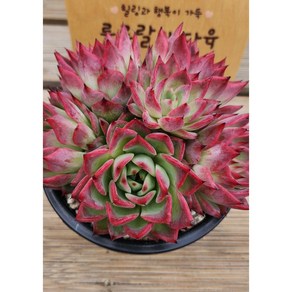 [룰루랄라다육][랜덤]다육식물 본파이어 자연군생, 1개