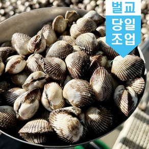 벌교 꼬막 새꼬막 1kg 당일조업 어민살리기 프로젝트 산지직송 소 중 대