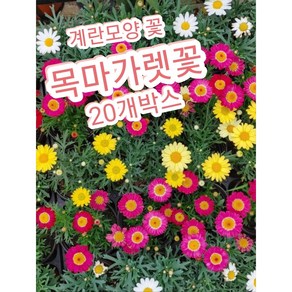 목마가렛꽃-20개박스/마가렛 꽃의 꽃말은 마음속에 숨겨둔 진실한 사랑, 20개