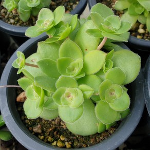 [수암다육] 오르비쿨라리스 랜덤발송 Crassula orbicularis 다육 다육이 다육식물 574