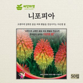 세계종묘 니포피아 씨앗 50립, 골든볼 50립, 1개