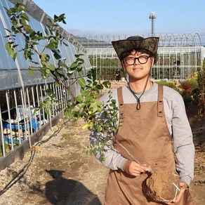 사과대추나무 묘목 3년생 분묘 왕대추, 1개, 왕대추 3년생 분묘
