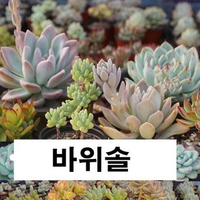 브론브바위솔 왕거미바위솔 섬털바위솔 장미바위솔 블랙탑바위솔 피핀바위솔 아그레로망바위솔 상록수바위솔 센셋바위솔 연화바위솔