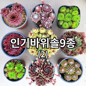 바위솔 9종+1(사은품)세트 Ver02/ 방수라벨 이름표 첨부 /분채배송 월동다육 꽃과정원이야기-