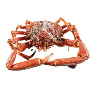 냉동 자숙 스파이더 킹크랩 1kg, 1개