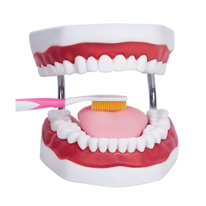 양치교육 치아모형(대) (4배크기) 칫솔질 교육용 양치 교구 이빨 모형, 1개