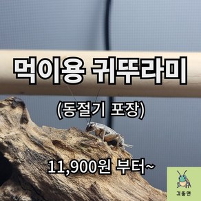 [귀뚤맨] 귀뚜라미 파충류 양서류 먹이용 쌍별귀뚜라미 극소 소 중 대 50 100 200