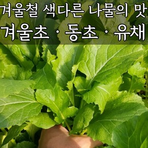 [싱싱한 생나물] 국내산 겨울초 동초 유채나물 월동초 지름나물 시나나빠 시금치 겨울초무침 나물무침 특수채소 엽채류 겉절이 유채 동초, 1박스