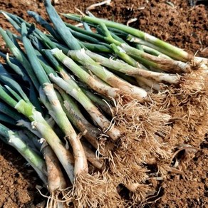 대파 국내산 산지직송 가정용 업소용 식자재 초신선 흙대파 1kg, 1개
