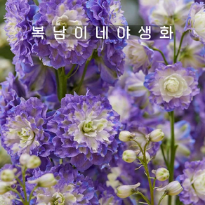 델피늄 하이랜더 볼레로 [1개 복남이네야생화 모종 델피니움 delphinium], 1개