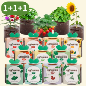 식물재배키트 3종세트 1+1+1 방울토마토 딸기 바질 루꼴라 허브 꽃 키우기 DIY 체험학습용 [이지그로우], 02_딸기 * 3ea