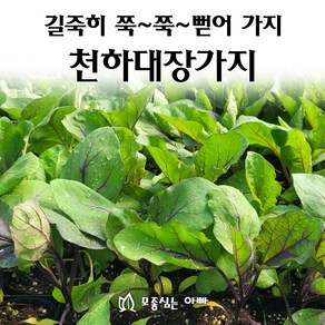 [모종심는아빠] 길죽히 쭉쭉 뻗어가지 천하대장가지 모종(컵포트), 모종, 3개