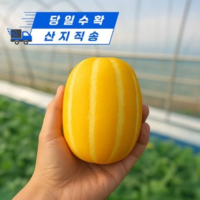 [달디상회] 산지직송 성주참외 가정용 못난이 초고당도 당일수확, 1박스, 가정용 중소과 5kg
