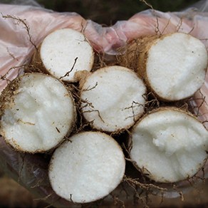 산지직송 국내산 마 안동마 안동 산마 못난이 3kg, 1개