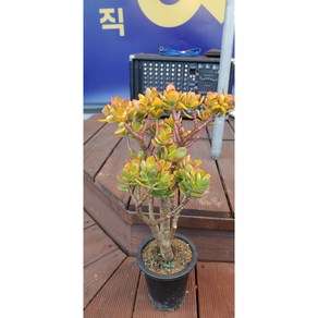 팅커벨 미니염자8년생(50cm), 1개