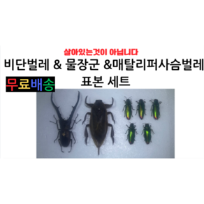 곤충표본 비단벌레 & 물장군 &매탈리퍼사슴벌레 표본 세트, 5개