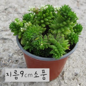 별솔세덤 (애기별세덤/노지월동) 지름 9cm 소품화분, 1개