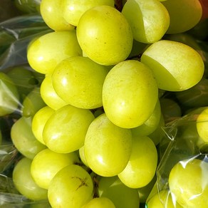 [한정판매] 고당도 극bix 애플청포도, 1박스, 500g