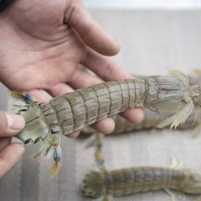 서해안 자연산 갯가재 500g 쏙 털치 생물 냉동 바다가재