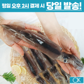 국내산 선동 급냉 초코오징어 통오징어 5미 10미 1kg 통찜용 숙회용 초콜렛오징어, 중(180g전후 x 5미), 1개