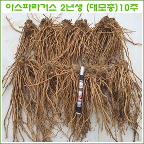 (녹색) 아스파라거스 2년생 (대모종) =10주 판매., 1개