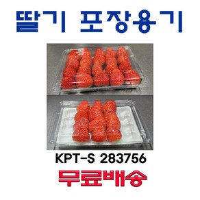 딸기 포장 난좌, 1개, 400개입, 24과