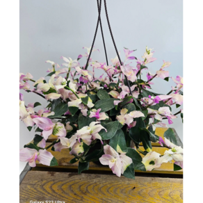 카멜레온달개비(대품) 겨울이라 색상이 이뼈요 높이 30~50cm, 1개