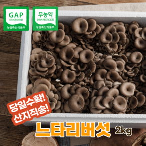 산지직송 무농약 GAP 느타리버섯 2kg 당일수확 포장 대용량 식당 급식