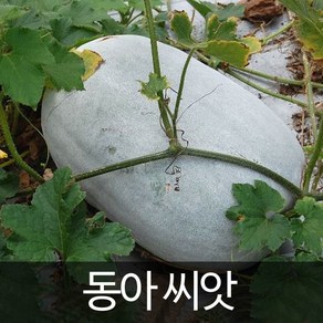 동아 씨앗 호박 종자 박 채소 동과 토종 씨 30알, 1개