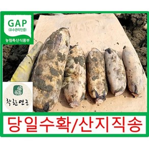 GAP인증 착한연근 국내산 연근 (특)상품 1kg 2kg 3kg 5kg 10kg(특+상) 건조연근500g/산지직송, 1개, 연근(특)1kg