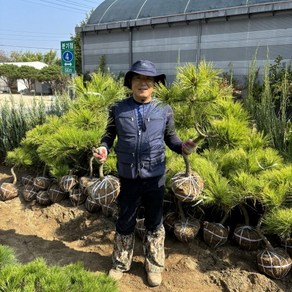 황금소나무 조형 소나무 조경수 6년생