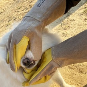 핸드맥스 헤스티아 반려동물 고양이 개 강아지 할큄 물림 입질 방지 장갑