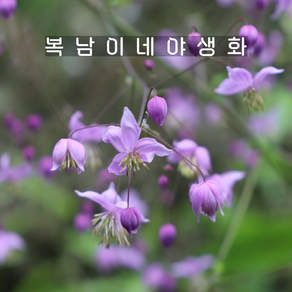 토종 금꿩의다리 [3포트 복남이네야생화 모종 토종식물 탈릭트럼 thalictum], 3개